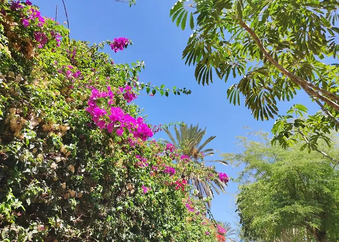 Zinnia * بلايا بلانكا