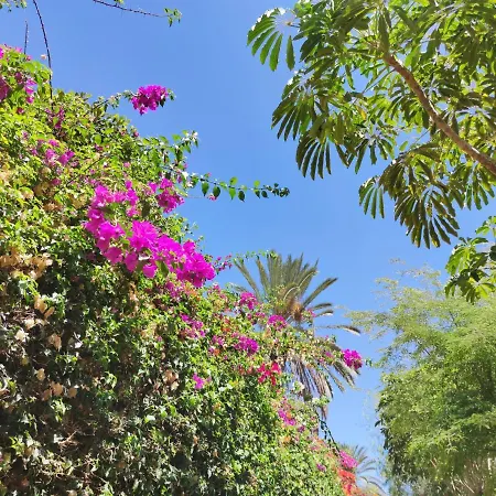 Zinnia * Playa Blanca